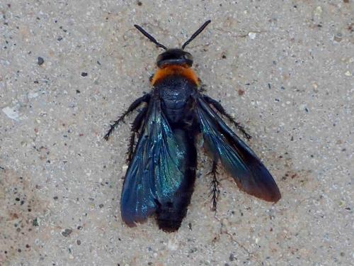 Campsomeriella collaris